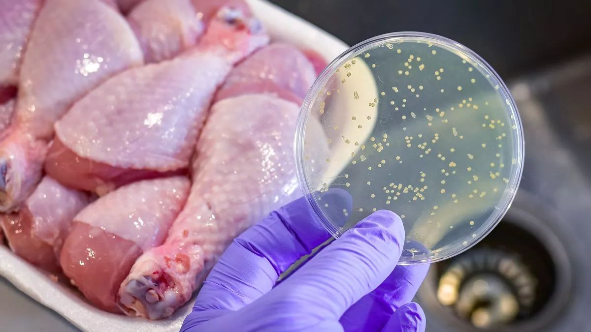 Bacterial contamination is another potential cause for the fishy smell in chicken